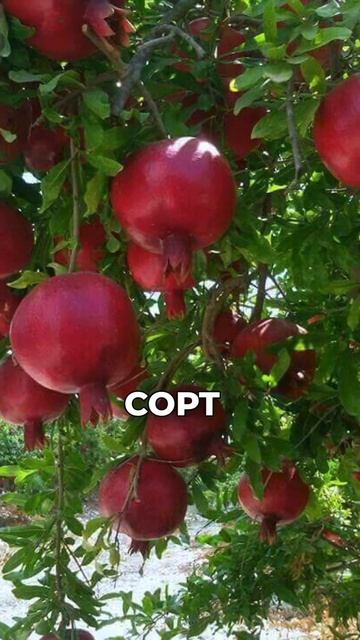 🫶🏻Гранат Гюлоша🫶🏻 смотреть онлайн