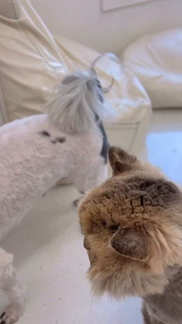 Toby - Shichon dog 🐶 День красоты собак #южнаякорея #влог #shichon смотреть онлайн