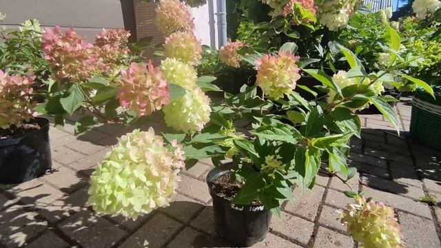 БУДУ ИСКАТЬ ИЗЮМИНКУ И ШАРМ В КАЖДОЙ ПАТИО ГОРТЕНЗИИ ?