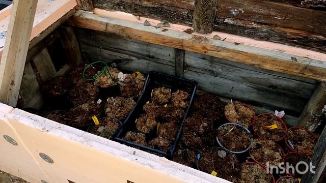 Как перезимовали гортензии? Открываю укрытие. смотреть онлайн