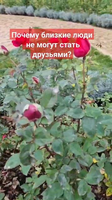 Про дружбу между близкими людьми.#любовь #друзья #отно? смотреть онлайн