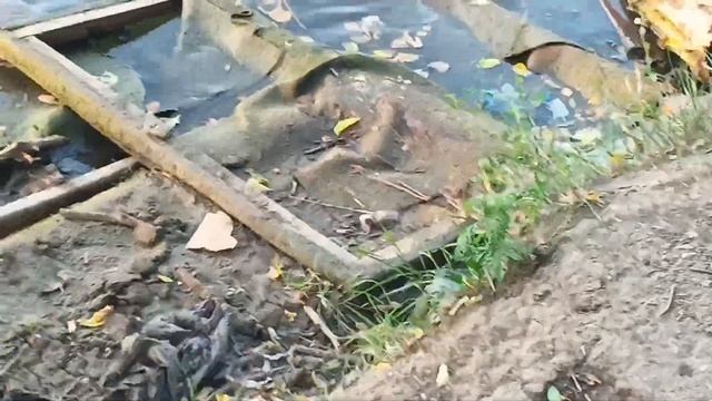 на видео есть мышка смотри внимательно #милота смотреть онлайн