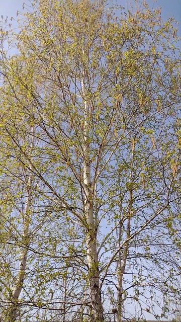 Весна - Берёза - Пение птиц смотреть онлайн