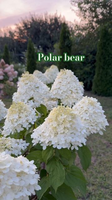 #polarbear #hydrangea #гортензия #garden #гортензія #flowers #park#jardin #アジ смотреть онлайн