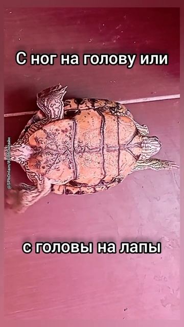 Черепаха С головы на лампы #shorts смотреть онлайн