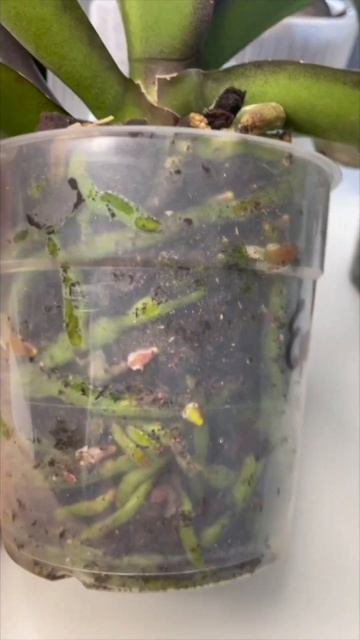 157. Как быстро нарастить корни орхидеи фаленопсис в до? смотреть онлайн