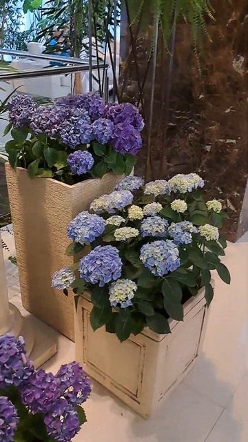 шикарные гортензии в отеле Жемчужина,г Сочи смотреть онлайн