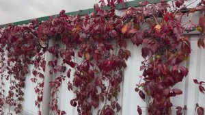 Девичий виноград ! Посадка , уход .