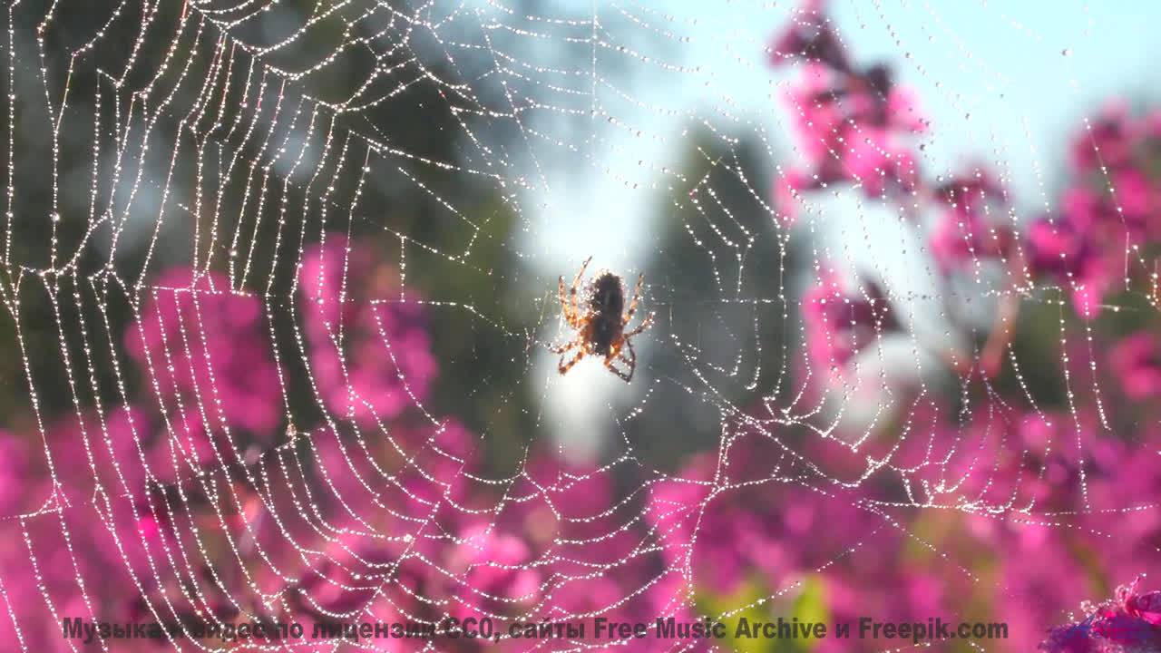 Этот клип - как луч солнца в пасмурный день! - URLauB -- Phillip Gross -- HoLiDaYS