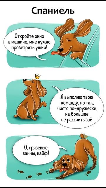 Породы собак: Чихуахуа, Шпиц, Сентбернар, Боксер, Пудел смотреть онлайн