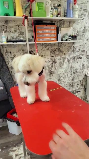 Тима метис болонки