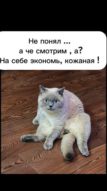 💯Полезные советы для тех, у кого есть домашние живот? смотреть онлайн