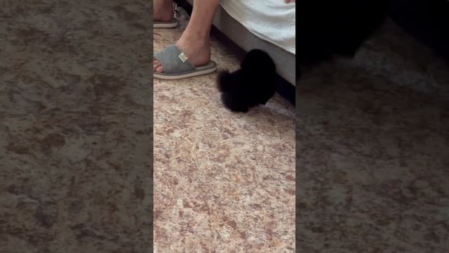 #майло #goodmorning#6:00 #померанскийшпиц #puppyvideos #puppy #