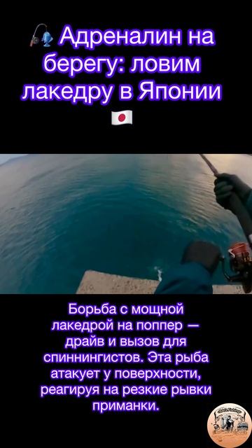 Борьба с мощной лакедрой на поппер — драйв и вызов для спиннингистов.
