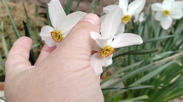 Нарцисс 'Поэтический' зацвёл в нашем саду 2025. смотреть онлайн