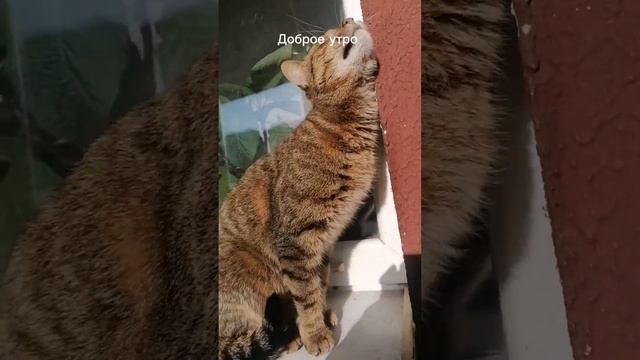 Доброе утро 22, все хорошо смотреть онлайн