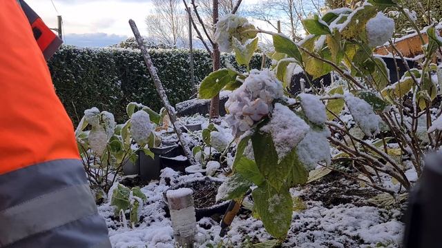 19.11.24. Черенкуем в Зиму Древовидную Гортензию Стронг А? смотреть онлайн