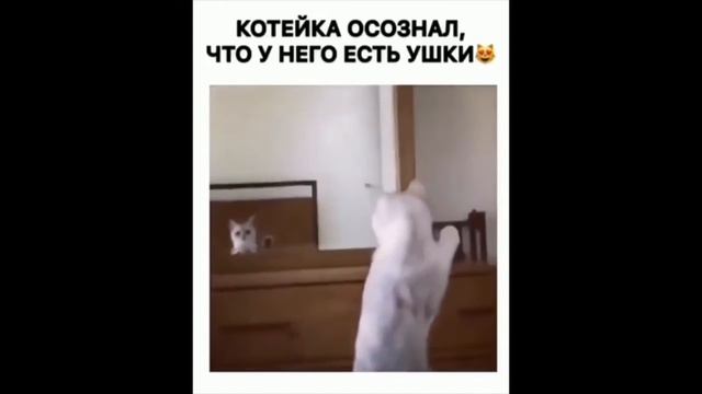 ПОПРОБУЙ НЕ ЗАСМЕЯТЬСЯ | ЛУЧШИЕ РУССКИЕ ПРИКОЛЫ | РЖАКА ДО СЛЕЗ №5 смотреть онлайн