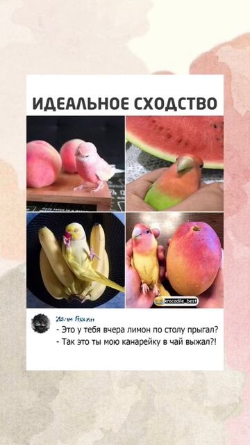 Коммент убил😂кстати у меня есть канарейка🦜💗 смотреть онлайн