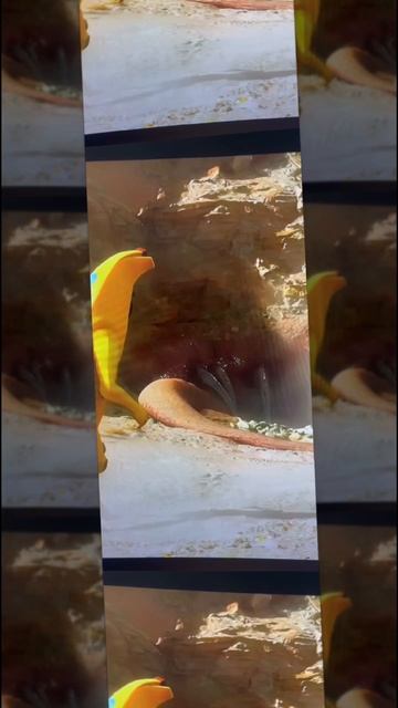 #страшный##страшныйбанан#фортнайт смотреть онлайн