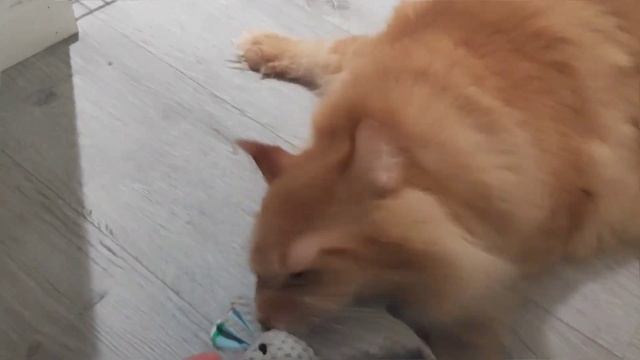 Братья встретились и подружились с помощью кошачей мя смотреть онлайн