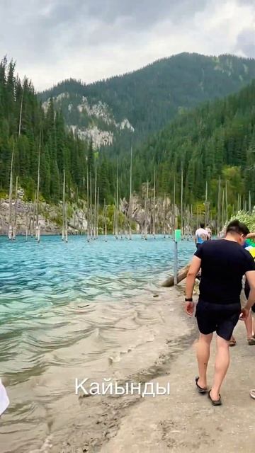 #Кайынды#ели похожие на березы# смотреть онлайн