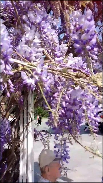 Цветущая глициния на набережной Ялты смотреть онлайн