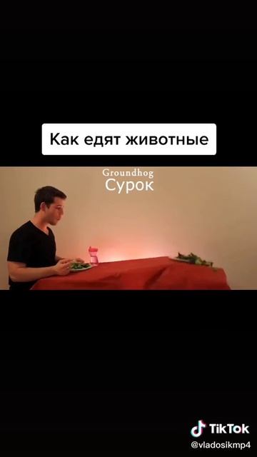 Как едят разные животные