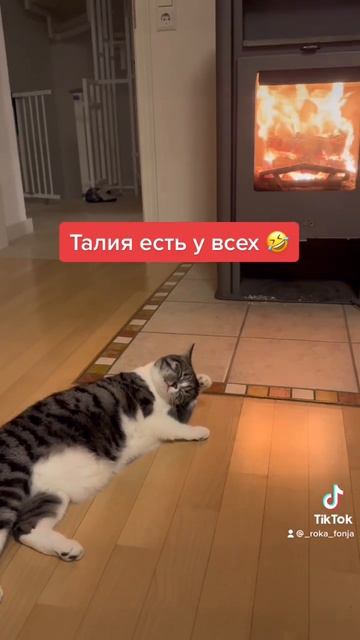 Талия есть у всех… 🤣 #shorts #приколы #похудение #кошки #к смотреть онлайн
