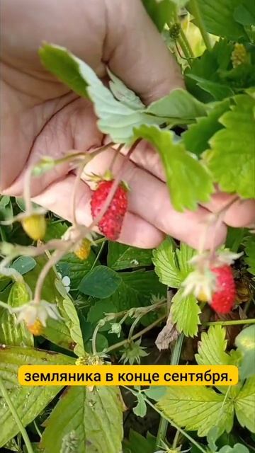 Ремонтантная земляника плодоносит в конце сентября 202 смотреть онлайн