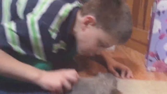 КОШКИ!!! У Пушани есть 4 котята 😼🐱 смотреть онлайн