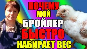 Почему мой БРОЙЛЕР быстро НАБИРАЕТ вес.