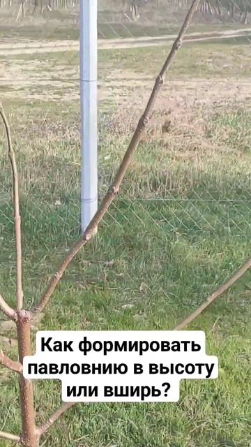 Как сформировать ствол у павловнии смотреть онлайн