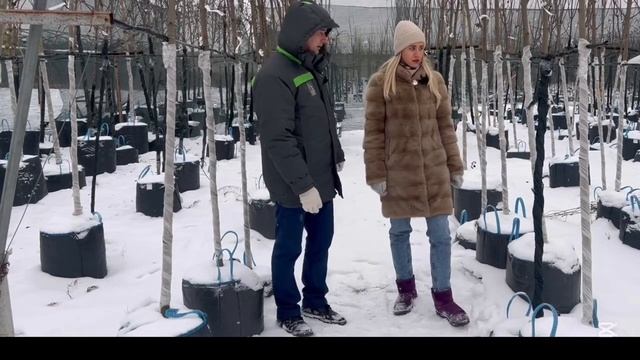ШОК! Как профессионалы укрывают хвойные и плодовые в п смотреть онлайн