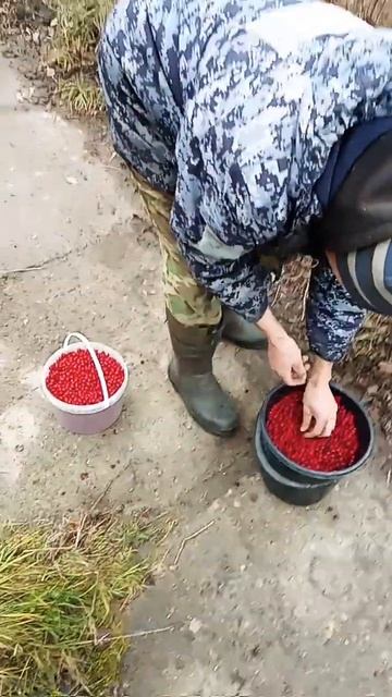 Боярышник в теме) смотреть онлайн