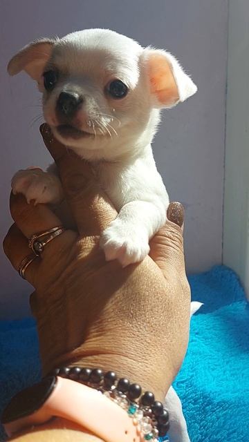 щенок чихуахуа 5 недель, продажа Ай-Петри, питомник Кас смотреть онлайн