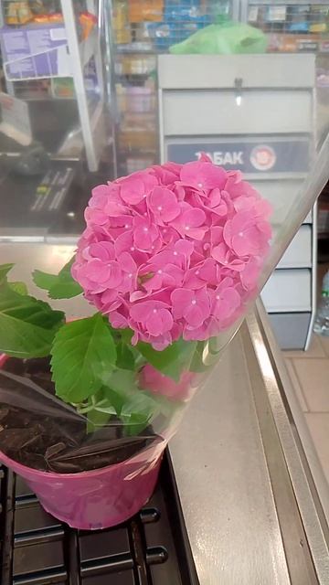Гортензия, фоткала в магазине!