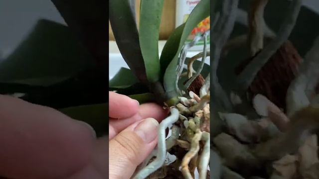 Что творилось в горшке у ОРХИДЕИ смотреть онлайн