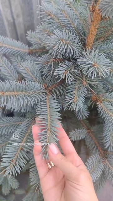 подбор растений по дендроплану для нашего проекта, ск?