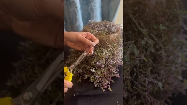 Каллизия розовая пантера🌱#реанимациярастения #черен смотреть онлайн
