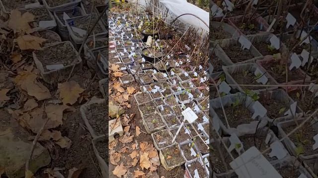 Мои крупнолистовые гортензии сохранились прекрасно! # смотреть онлайн