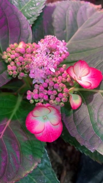 Гортензия крупнолистная!