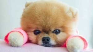 Милые собачки