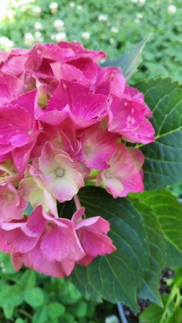 Гортензія великолистна " Hi' Tornado " #garden #гортензія #music #к? смотреть онлайн