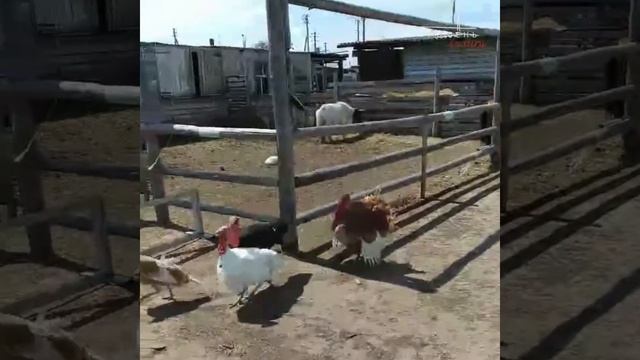 Черный моросит, коричневый осаживает. Страусиная ферм смотреть онлайн