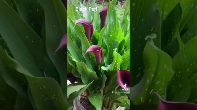 Каллы в горшках. Мои любимые сорта❤️#каллывгоршках#к? смотреть онлайн