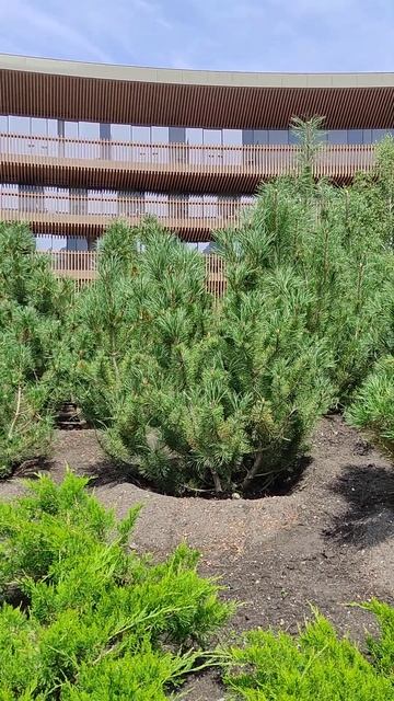 Курорт Манжерок, горная сосна в лучших условиях и её ж? смотреть онлайн