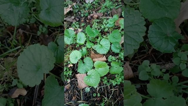 будра плющевидная смотреть онлайн