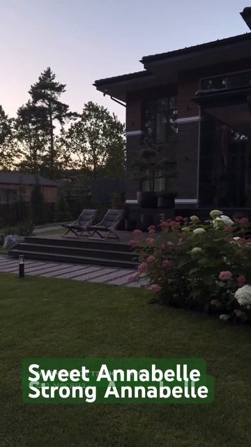 BEAUTIFUL HYDRANGEA #hydrangea#macrophylla#hortensia#гортензия#annabelle #гортензі смотреть онлайн