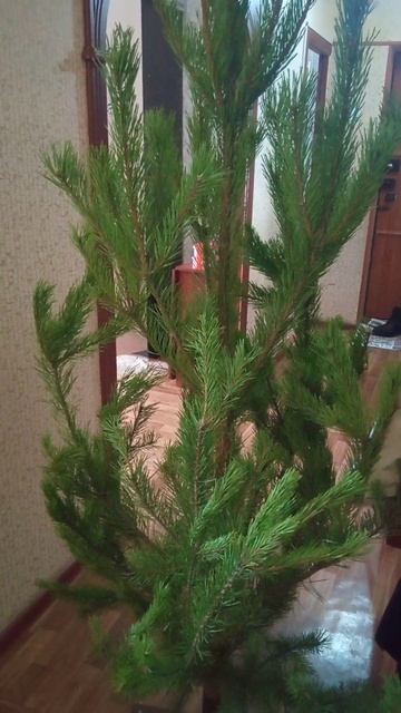 елка настоящая смотреть онлайн